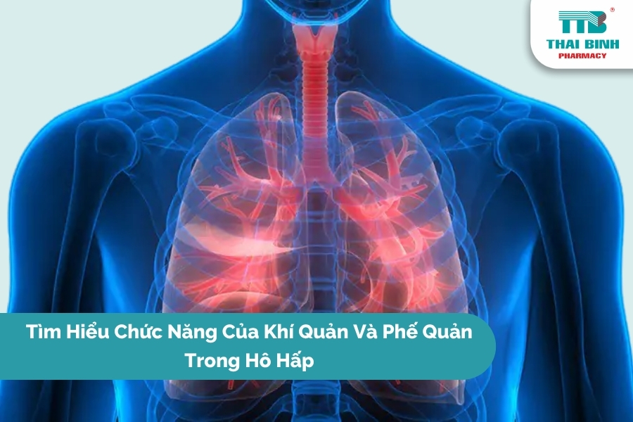 Tìm Hiểu Chức Năng Của Khí Quản Và Phế Quản Trong Hô Hấp