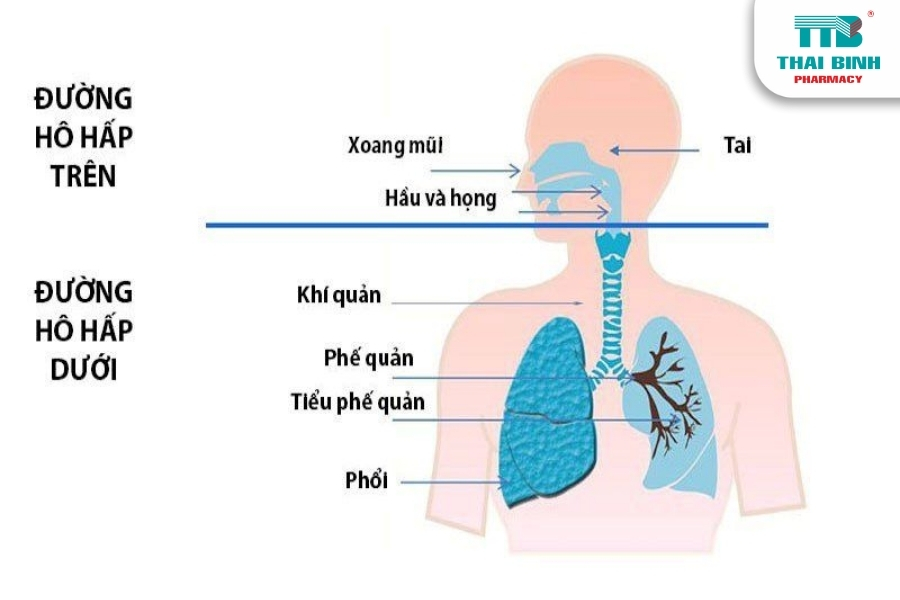 Tìm Hiểu Chức Năng Của Khí Quản Và Phế Quản Trong Hô Hấp